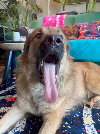 Auf Grizzlys Wunschliste stünde noch ein Garten