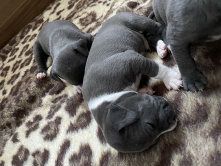 Hallo ihr lieben unsere kleinen Mäuse sind nun fast 4