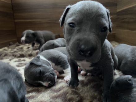 Hallo ihr lieben unsere kleinen Mäuse sind nun fast 4