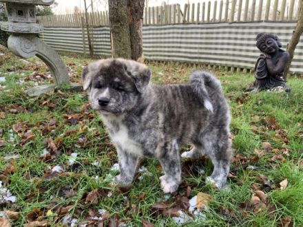 Akitawelpen geimpft, gechipt, mit VDH-Papieren und DNA