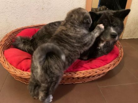 Akitawelpen geimpft, gechipt, mit VDH-Papieren und DNA