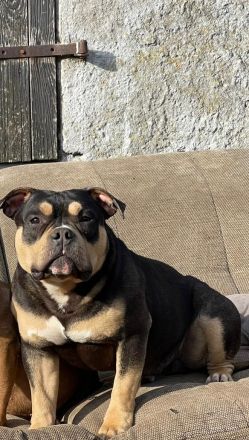 American Bully Junghunde