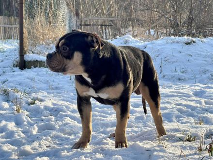 American Bully Junghunde