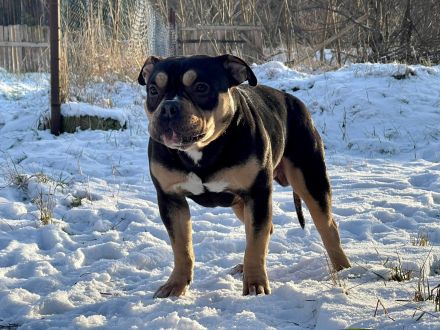 American Bully Junghunde