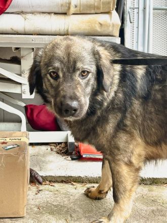 Loui, großer Hund, großes Herz, ca. 62cm