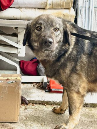 Loui, großer Hund, großes Herz, ca. 62cm