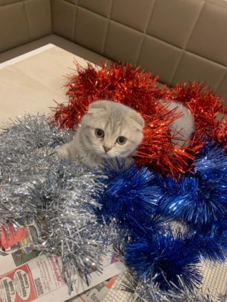 BHK Kitten suchen einen wunderschönen Zuhause und sind