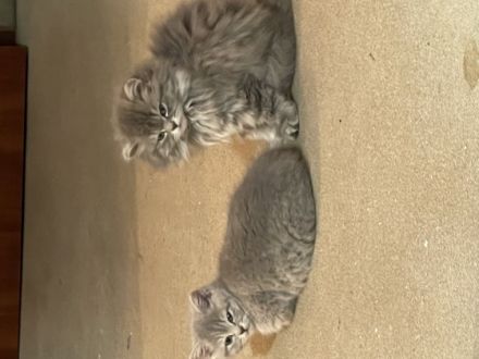 BHK Kitten suchen einen wunderschönen Zuhause und sind