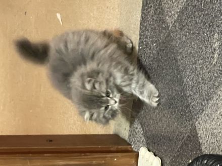 BHK Kitten suchen einen wunderschönen Zuhause und sind