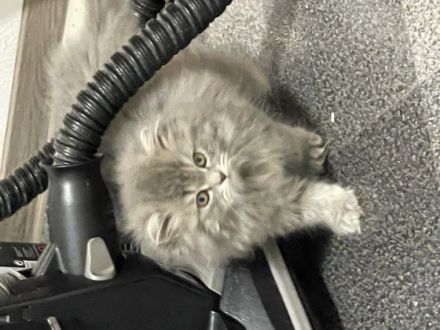 BHK Kitten suchen einen wunderschönen Zuhause und sind