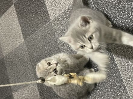 BHK Kitten suchen einen wunderschönen Zuhause und sind