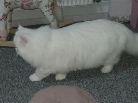 Ich suche ein Zuhause für unseren neuen Perser Kater,