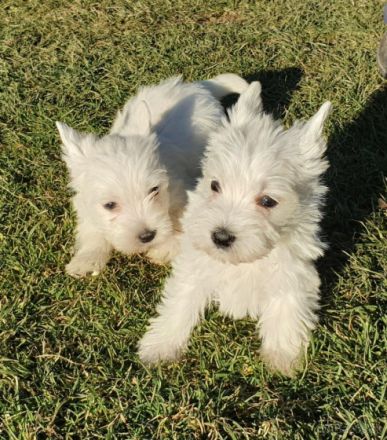 Aus unserem Wurf suchen noch 2 Welpen nach der