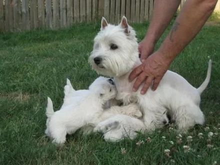 Aus unserem Wurf suchen noch 2 Welpen nach der