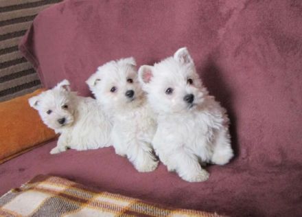 Aus unserem Wurf suchen noch 2 Welpen nach der