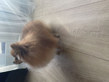 Coco sucht ein neues Zuhause für immer, da wir leider