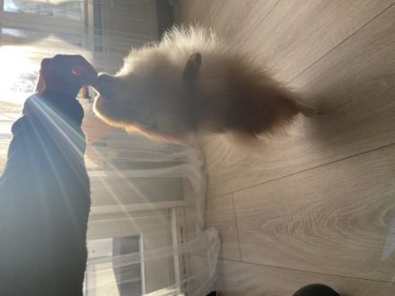 Coco sucht ein neues Zuhause für immer, da wir leider