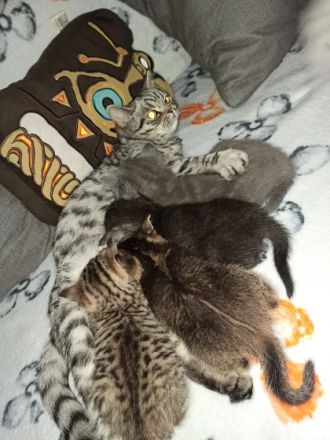 Unsere bezaubernden 4 BKH Kitten suchen ein neues