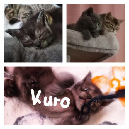 Unsere bezaubernden 4 BKH Kitten suchen ein neues