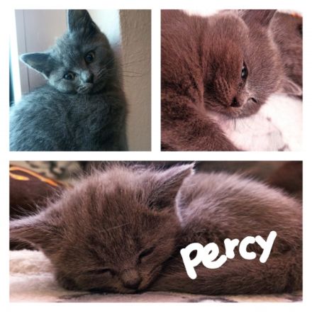 Unsere bezaubernden 4 BKH Kitten suchen ein neues