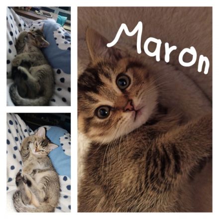 Unsere bezaubernden 4 BKH Kitten suchen ein neues