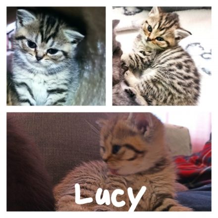 Unsere bezaubernden 4 BKH Kitten suchen ein neues