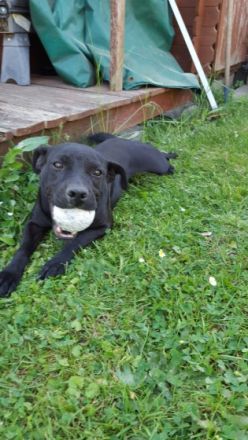 Hallo.... Unsere Patterdale Terrier Hündin hat 6