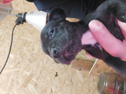 Hallo.... Unsere Patterdale Terrier Hündin hat 6