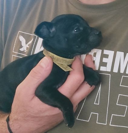 Hallo.... Unsere Patterdale Terrier Hündin hat 6