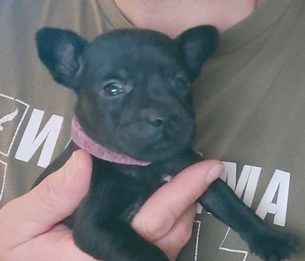 Hallo.... Unsere Patterdale Terrier Hündin hat 6