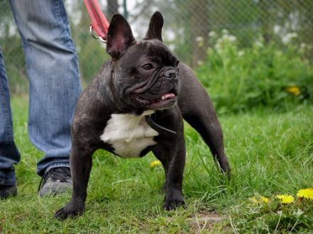 Hallo.... Unsere Patterdale Terrier Hündin hat 6