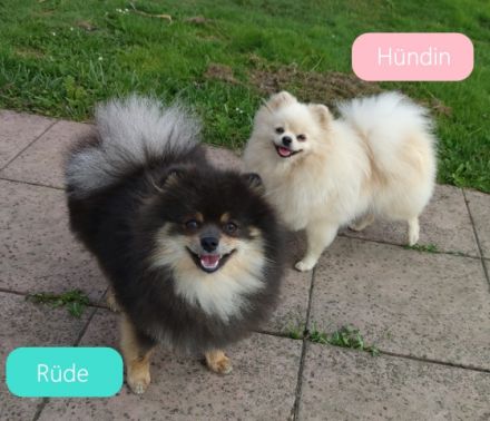 Am 24.11.2021 sind unsere 4 kleinen Pomeranian-Welpen