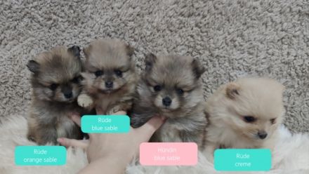 Am 24.11.2021 sind unsere 4 kleinen Pomeranian-Welpen