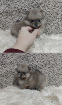 Am 24.11.2021 sind unsere 4 kleinen Pomeranian-Welpen