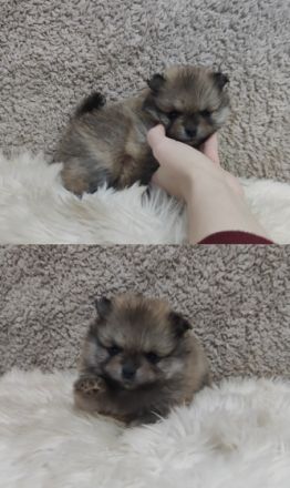 Am 24.11.2021 sind unsere 4 kleinen Pomeranian-Welpen