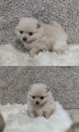 Am 24.11.2021 sind unsere 4 kleinen Pomeranian-Welpen