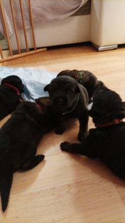 Vater Schwarz aus leistunszucht kurzhaar Mutter Braun