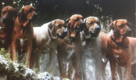 Wir sind eine Züchterfamilie aus dem Hunsrück und