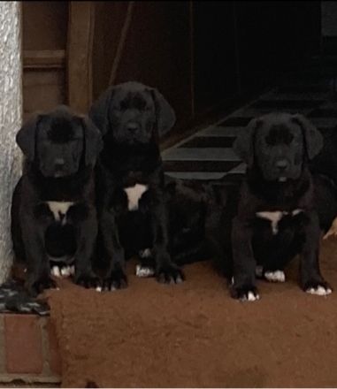 Wir sind eine Züchterfamilie aus dem Hunsrück und