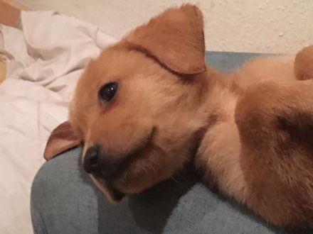 Heinz Rühmann, einer der bekanntesten deutschen