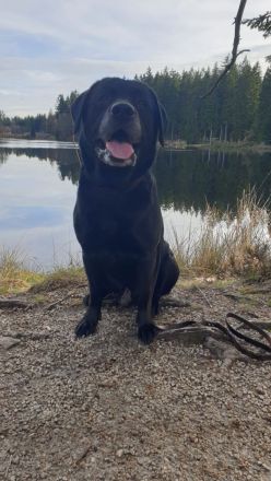 Labrador Retriver Deckrüde schwarz. Vererbt alle Farben/ Wurftag 15.10.2017