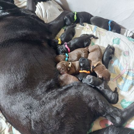 Labrador Retriver Deckrüde schwarz. Vererbt alle Farben/  Wurftag 15.10.2017