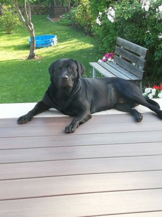 Labrador Retriver Deckrüde schwarz. Wurftag 15.10.2017