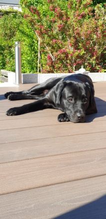 Labrador Retriver Deckrüde schwarz. Wurftag 15.10.2017