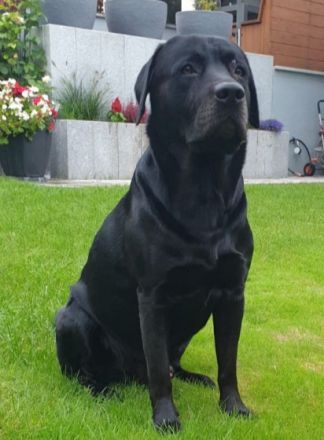 Labrador Retriver Deckrüde schwarz. Wurftag 15.10.2017