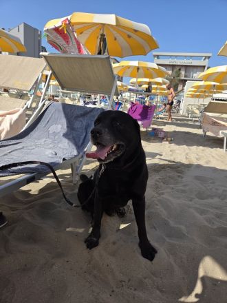 Labrador Retriver Deckrüde schwarz. Vererbt alle Farben/ Wurftag 15.10.2017