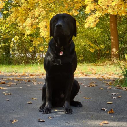 Labrador Retriver Deckrüde schwarz. Wurftag 15.10.2017