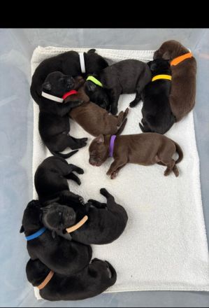 Labrador Retriver Deckrüde schwarz. Vererbt alle Farben/ Wurftag 15.10.2017