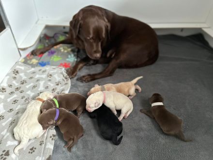 Labrador Retriver Deckrüde schwarz. Vererbt alle Farben/  Wurftag 15.10.2017