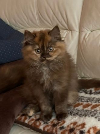 Meine zwei Designer Mädchen „Jil Sander“ und „Paloma